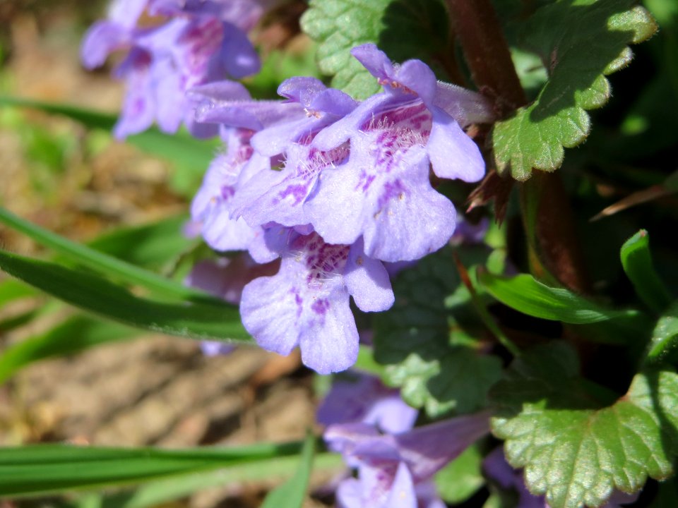 20150414Glechoma_hederacea2
