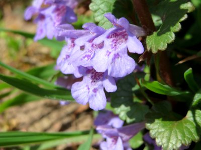 20150414Glechoma_hederacea2