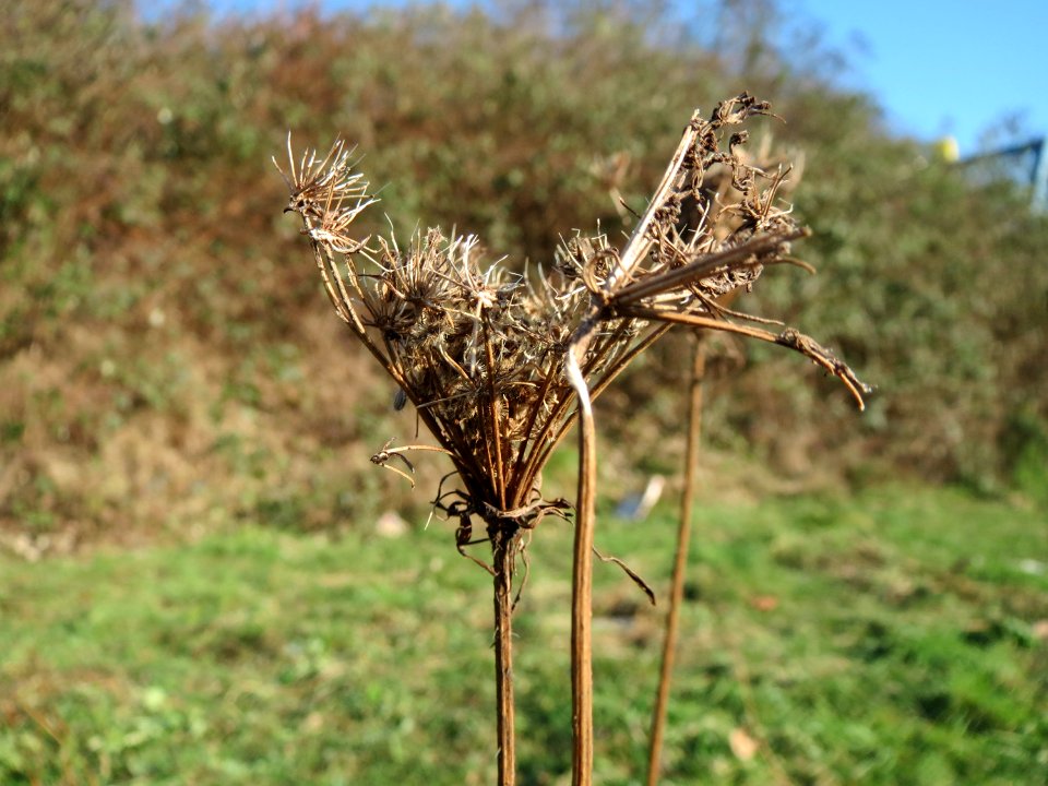20150207Daucus_carota