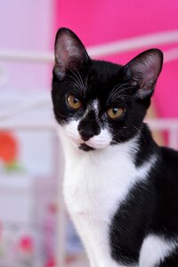 Domestic cat young cat mieze