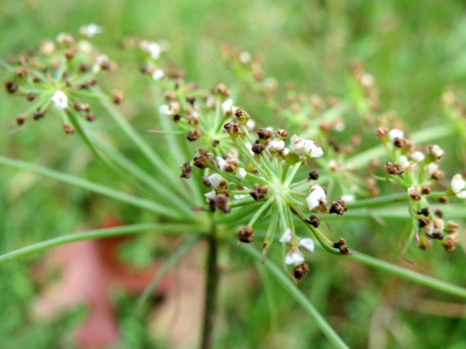 20141017Peucedanum_oreoselinum3