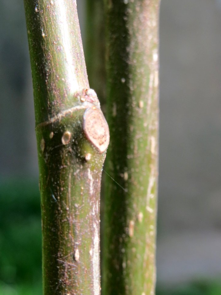 20150414Ficus_carica1