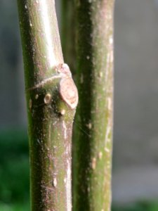20150414Ficus_carica1