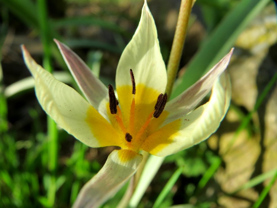 20150410Tulipa_turkestanica5