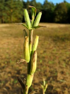 20141017Oenothera_biennis3