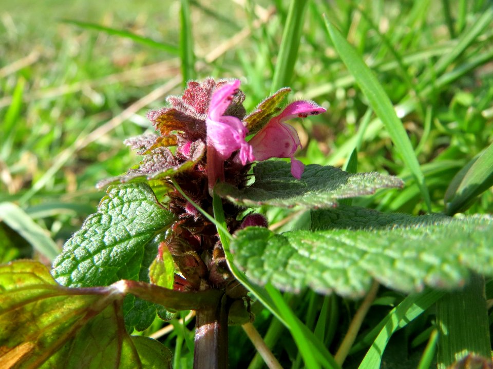 20150228Lamium_purpureum2