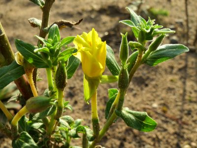20141017Oenothera_biennis1