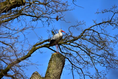 Rattle stork white stork nature