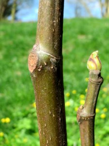 20150414Ficus_carica4