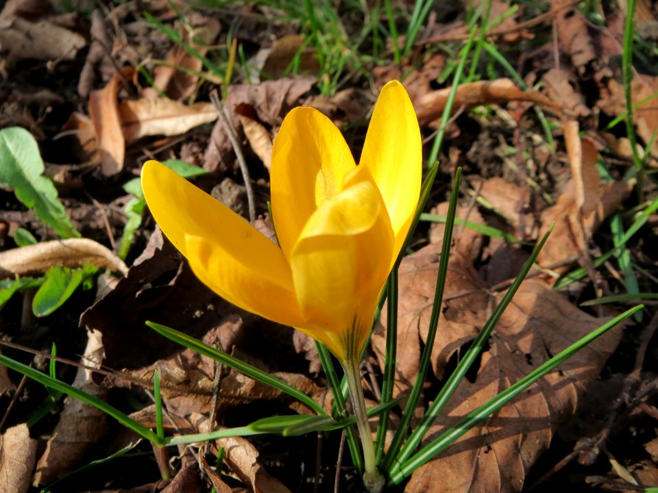 20150228Crocus_chrysanthus1