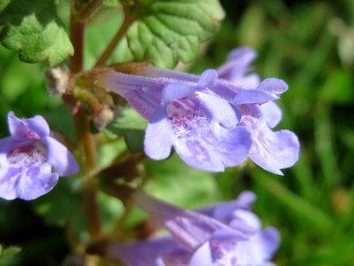 20150414Glechoma_hederacea1