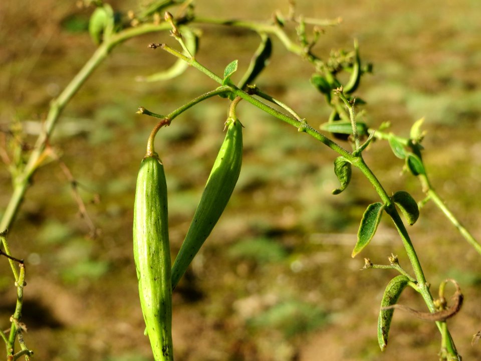 20141017Vincetoxicum_hirundinaria2