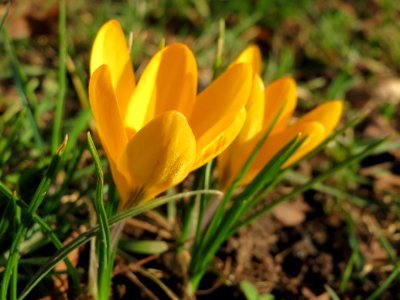 20150228Crocus_chrysanthus3