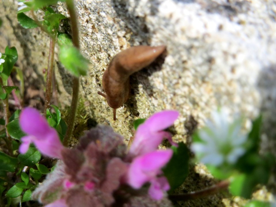 20150412Tierfriedhof_Saarbruecken