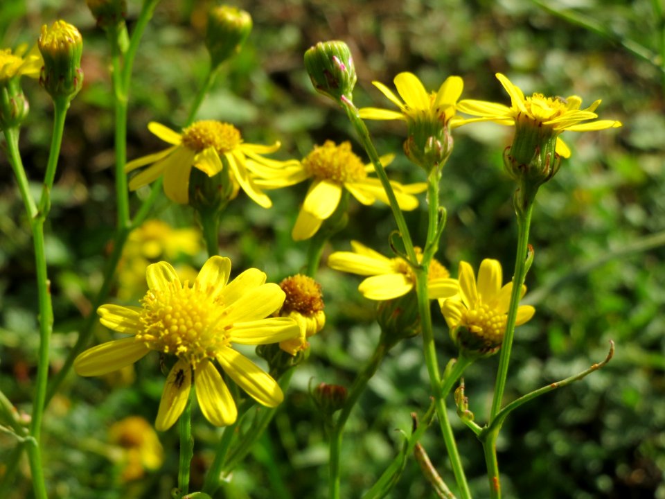 20141017Senecio_inaequidens