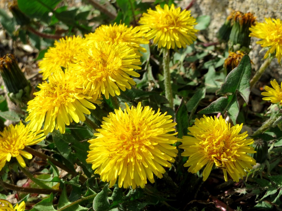 20150410Taraxacum_sect_Ruderalia