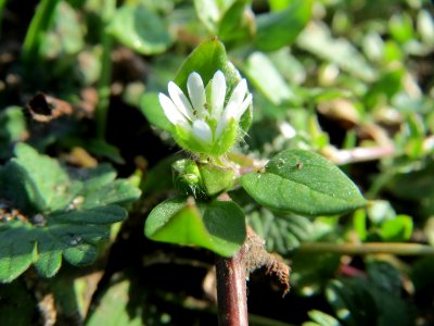 20150226Stellaria_media