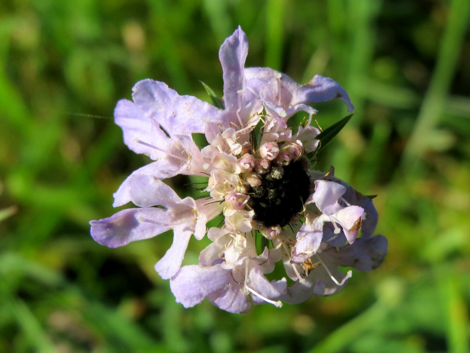 20141018Scabiosa_columbaria5