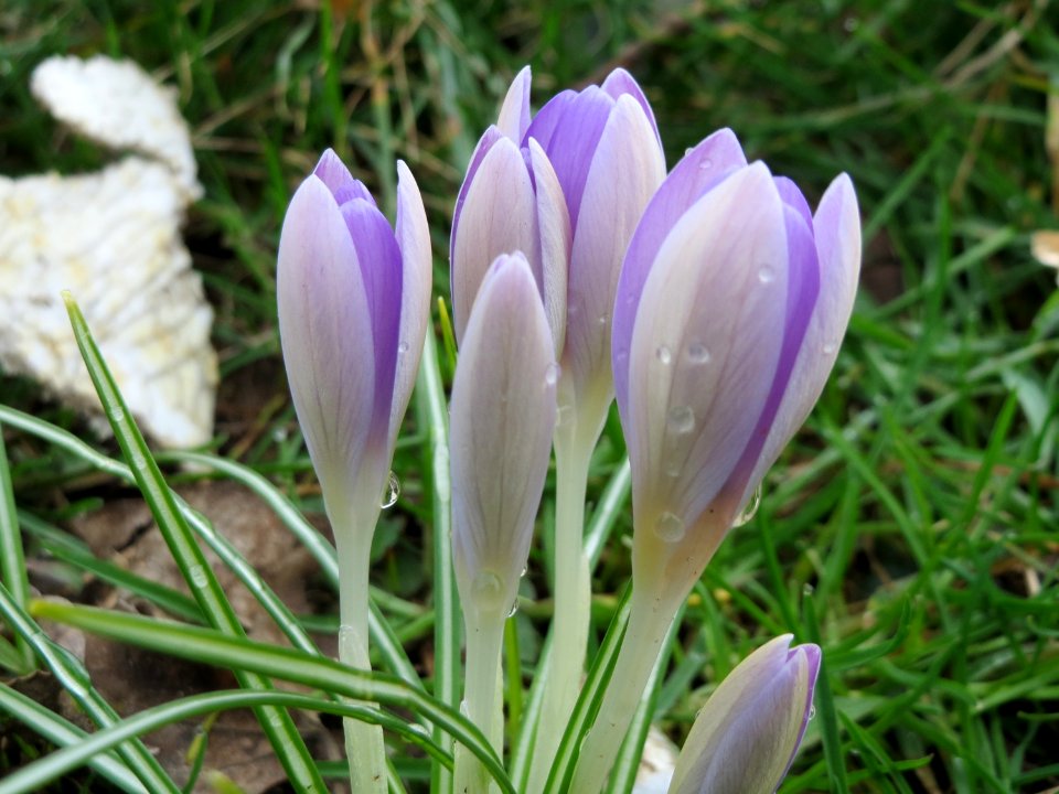 20150301Crocus_tommasinianus