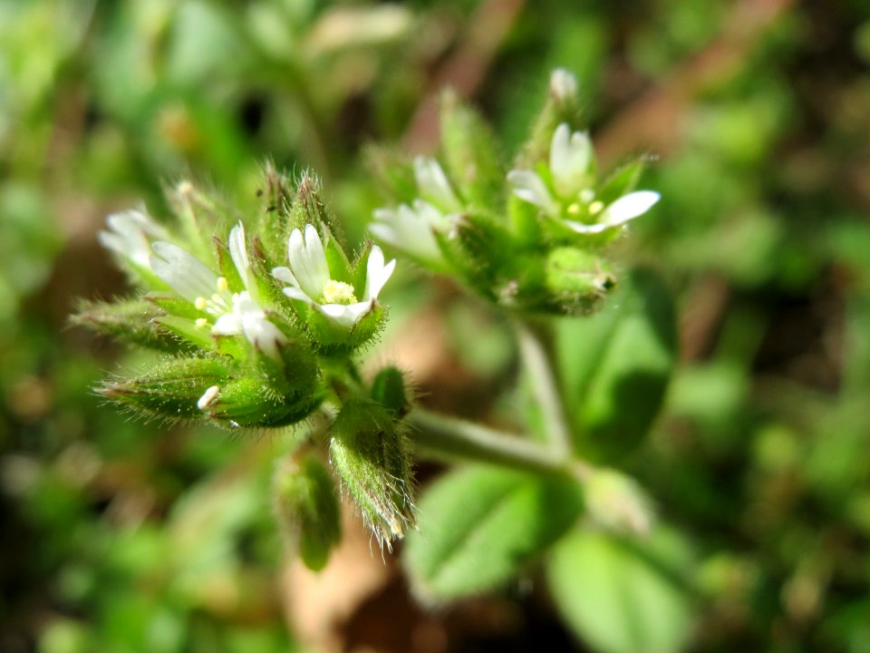 20150410Cerastium_glomeratum2