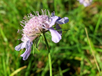 20141018Scabiosa_columbaria4
