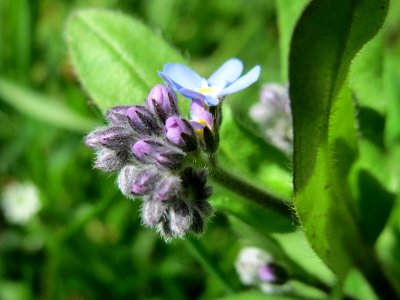 20150414Myosotis_sylvatica2