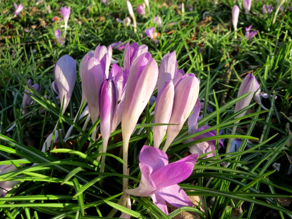 20150304Crocus_tommasinianus7