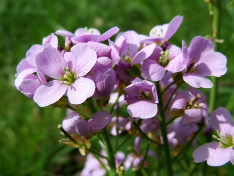 20150410Cardamine_pratensis3