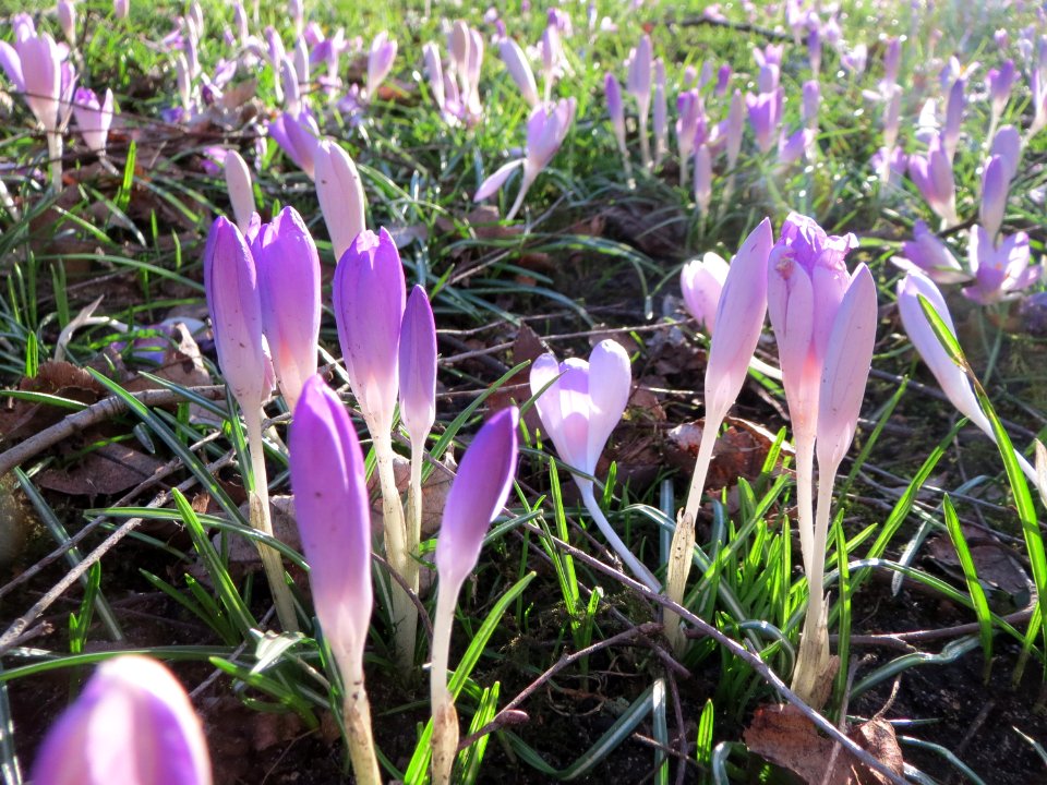 20150304Crocus_tommasinianus3