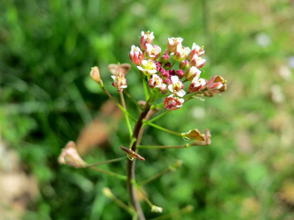 20150410Capsella_bursa-pastoris1