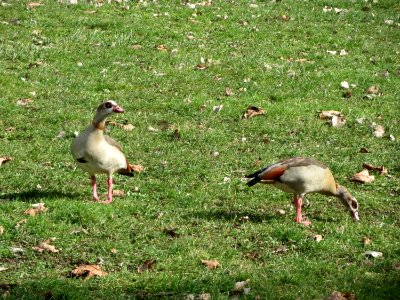 20150304Alopochen_aegyptiaca