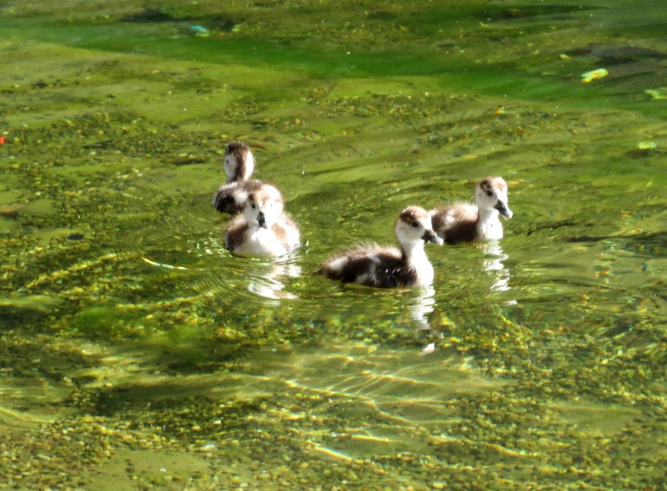 20150410Alopochen_aegyptiaca