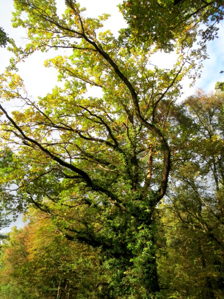 20141017Quercus_robur2