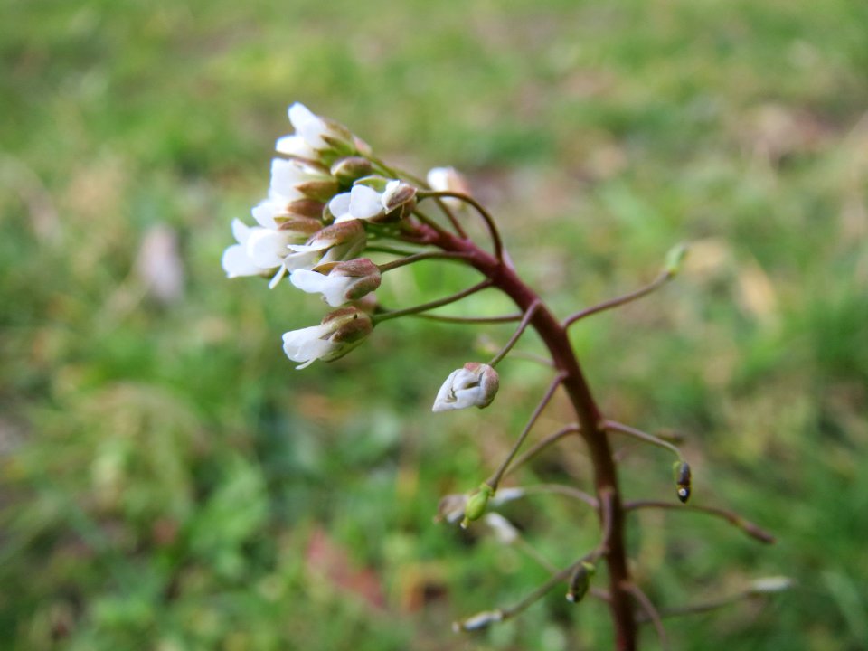 20150304Capsella_bursa-pastoris