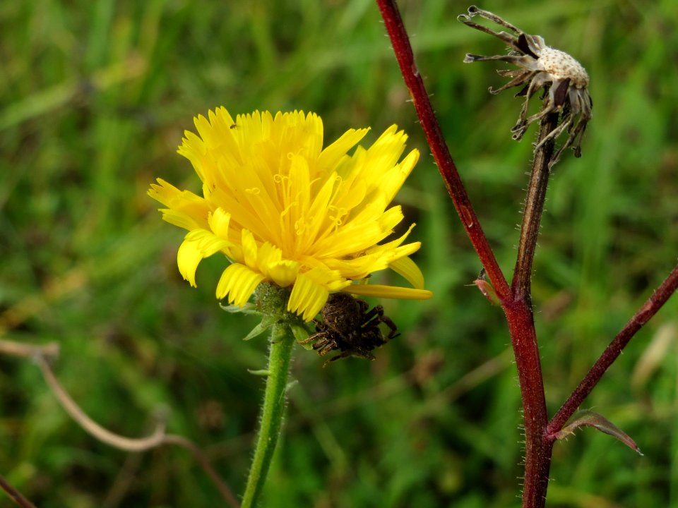 20140928Picris_hieracioides2