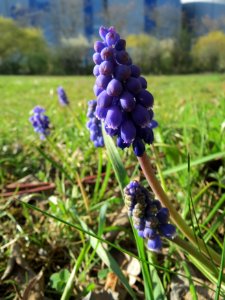 20150410Muscari_armeniacum3