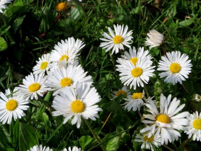 20150410Bellis_perennis