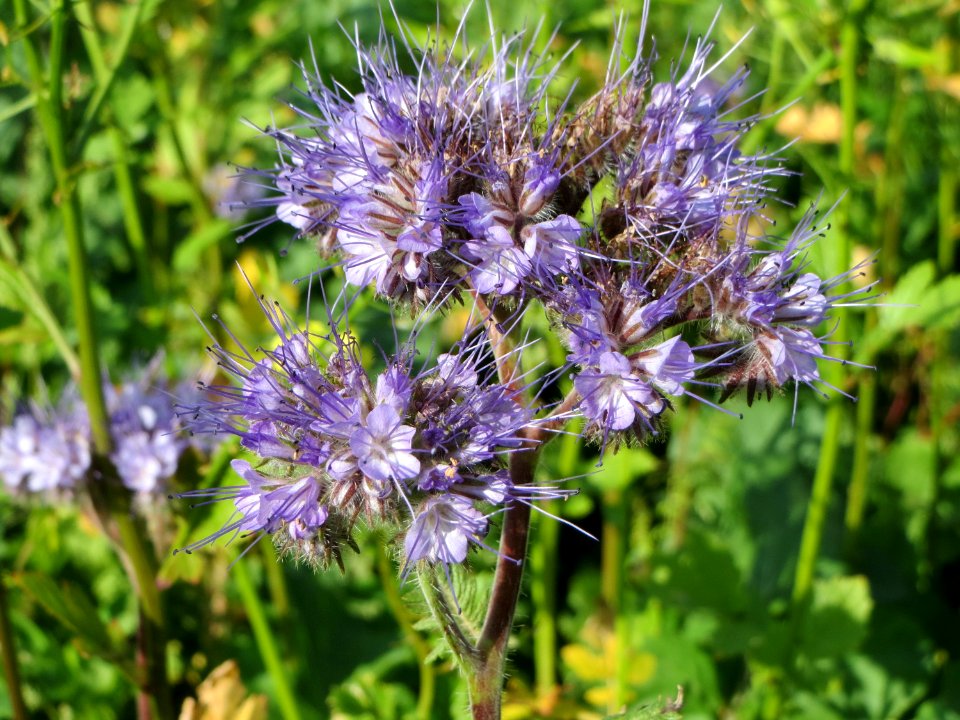 20140926Phacelia_tanacetifolia3