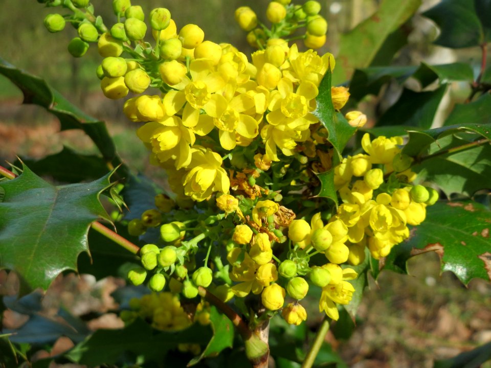 20150410Mahonia_aquifolium2