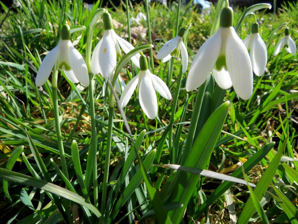 20150226Galanthus_nivalis3