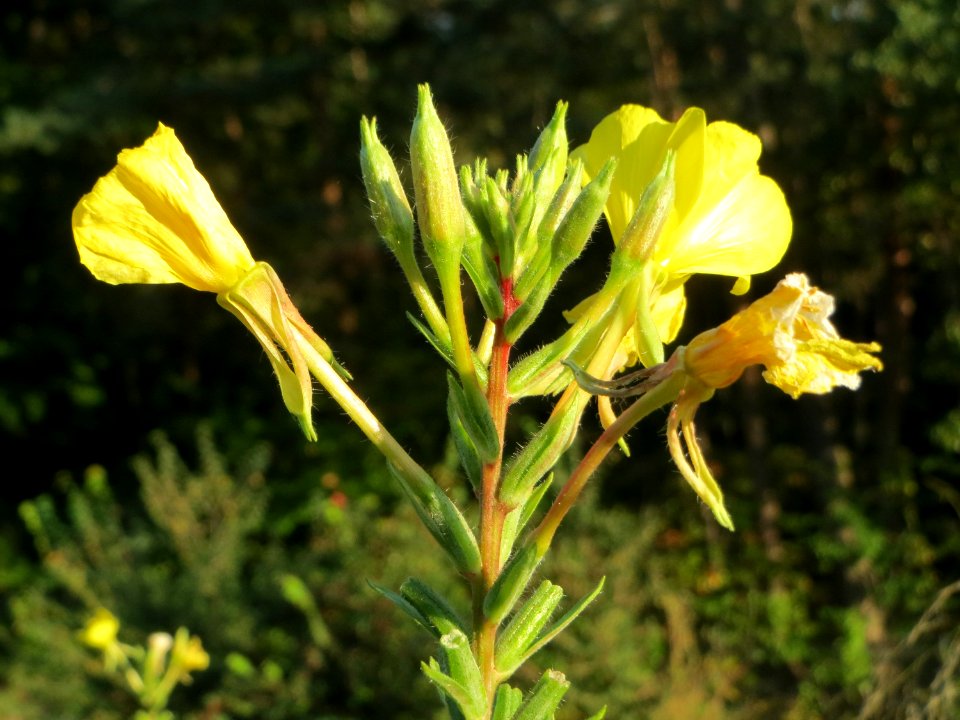 20140926Oenothera_biennis2