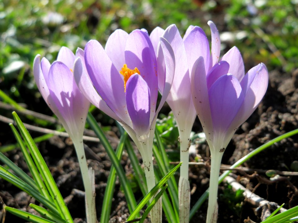 20150226Crocus_tommasinianus6