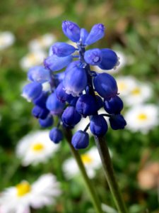 20150410Muscari_armeniacum2