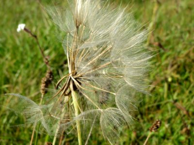 20140926Tragopogon_dubius2