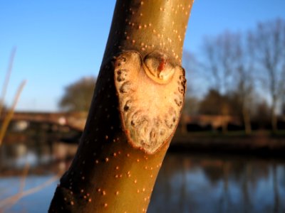 20150228Ailanthus_altissima1