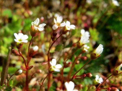 20150410Saxifraga_tridactylites3