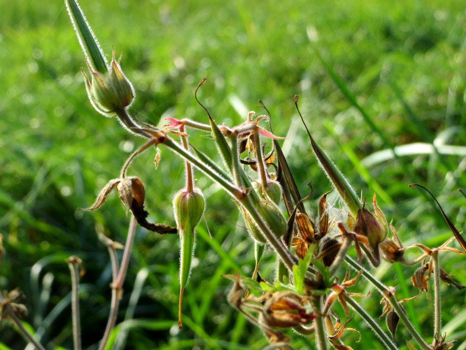 20140927Geranium_pratense