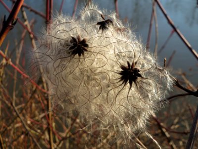 20150228Clematis_vitalba2