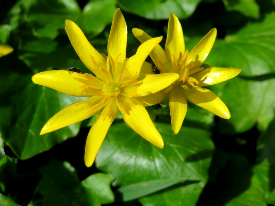 20150410Ficaria_verna3