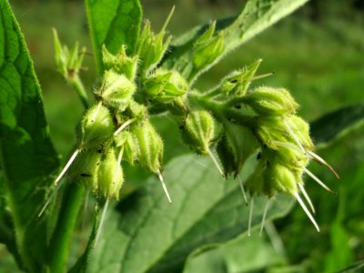 20140927Symphytum_officinale